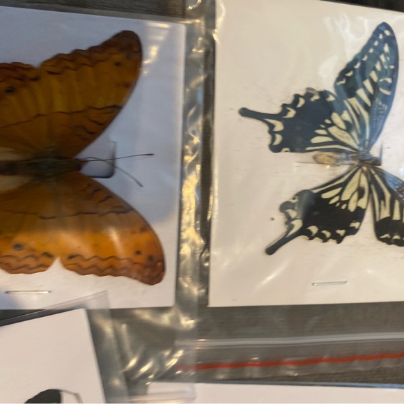 9 natural unmounted taxidermy butterflies - Picture 12 of 12